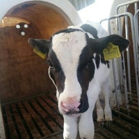 büyükbaş hayvan işletmesi / Zeliş Tarım ve hayvancılık