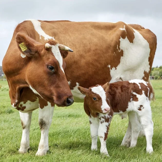 Büyükbaş hayvanlarda metabolik hastalıklar ve önleme yöntemleri